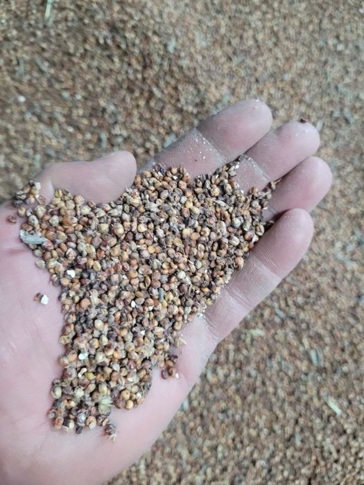 Sprzedam sorgo Lupus,Rubinos