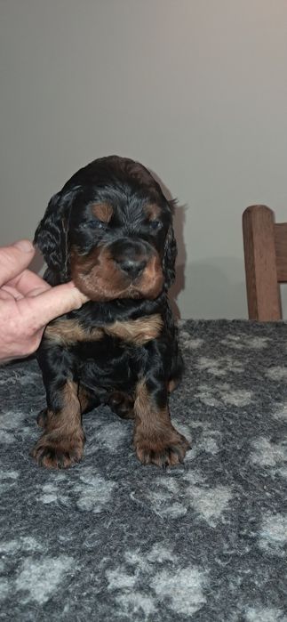 Seter szkocki gordon ZKwP