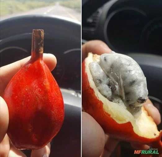 Sementes de Ginguenga