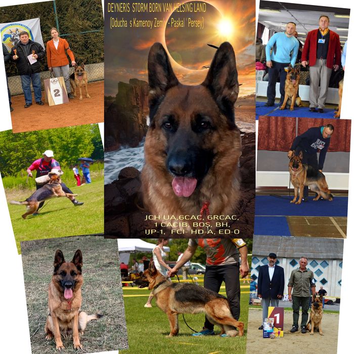 Племене  цуценя німецькоі вівчарки