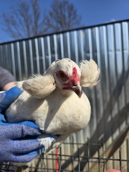Araucana bezogoniasta jajka jaja lęgowe