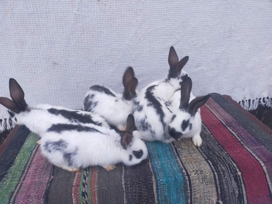 Сткокачі і шиншила . Кролики м'ясної породи.