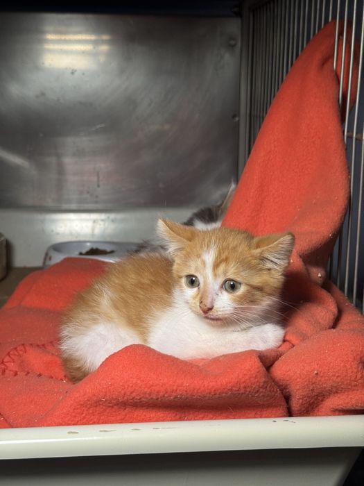 Очень красивые котята в ответственные руки