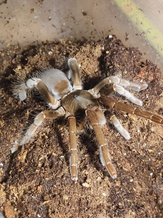 Hysterocrates gigas.dorosła samica