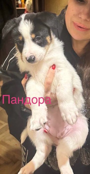 Щенки в добрую, любящею семью