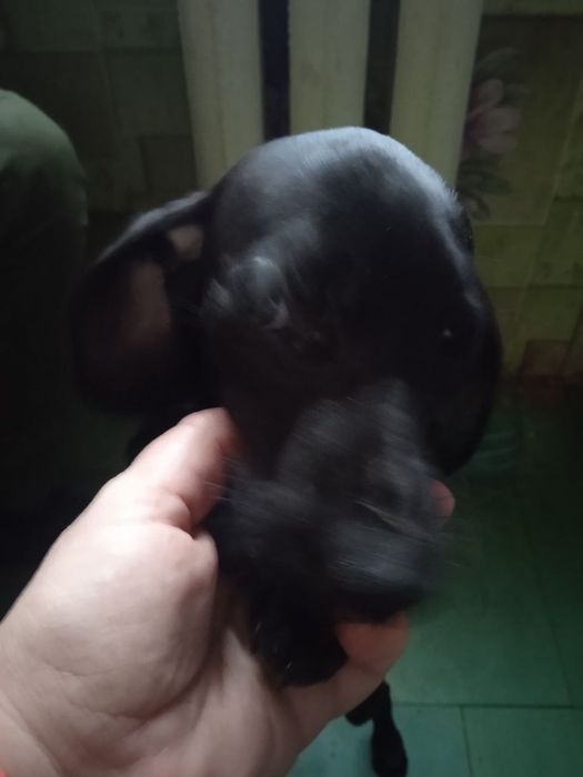 Віддам даром Цуценят такси