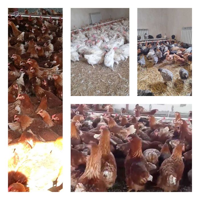 Продам кури несушки! Доставка безкоштовна. Нікополь!