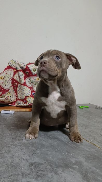 American bully pocket