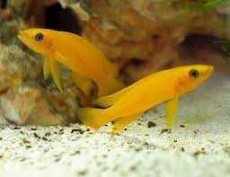 GB TANGANIKA  Neolamprologus leleupi  Szczelinowiec