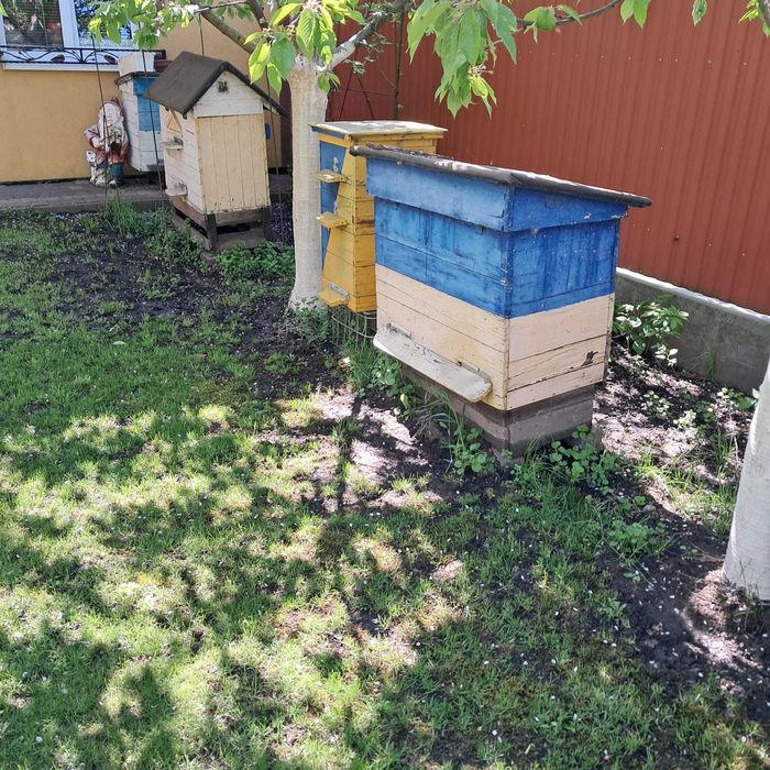 Вулики  українські