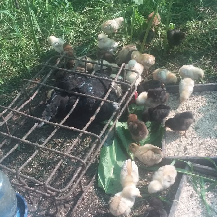 Продам домашних подрощенных цыплят с собственного стада