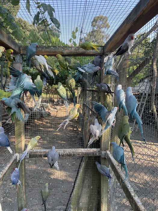 Ring nechs adultos varias cores e mutacoes