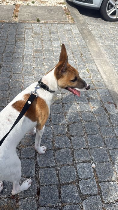 Cão bebé para adoção responsável