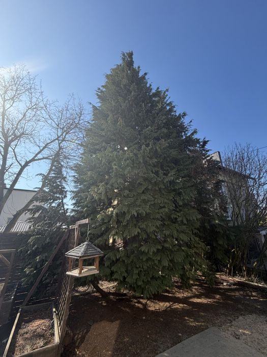 Oddam na opał bardzo duże