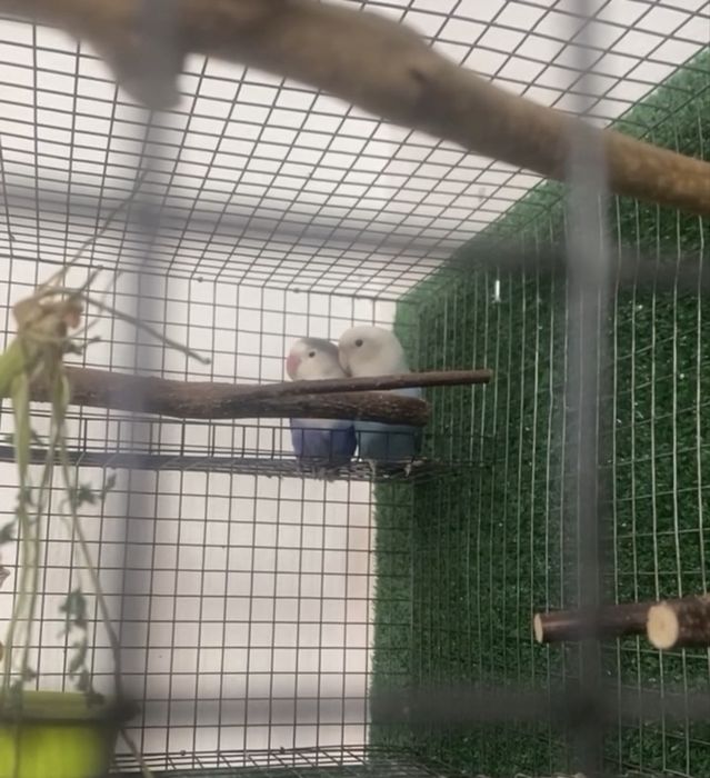 Love bird briding payer