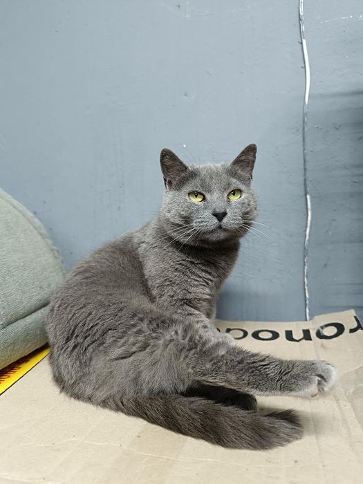 Метис британки бесплатно