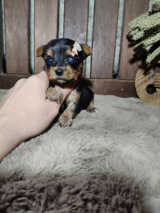 Yorkshire Terrier Fêmea