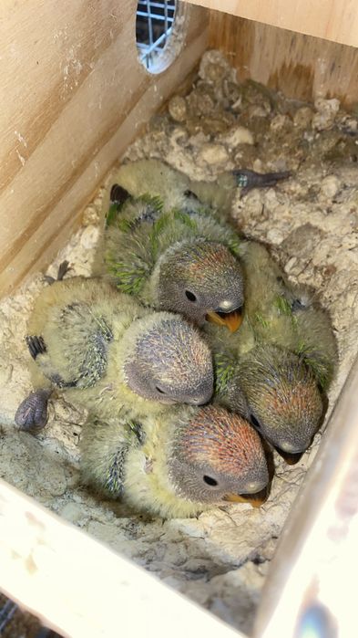 Roseicollis para criar a mão