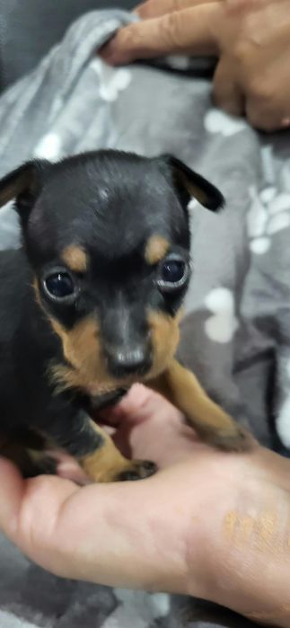 Pinscher meiguinho