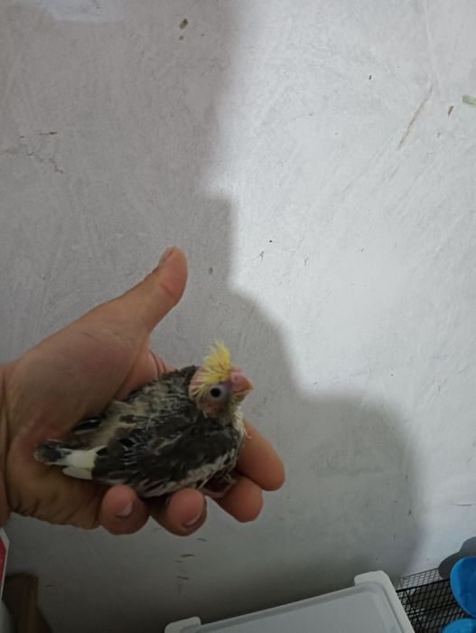 Caturras para acabar de criar a mão