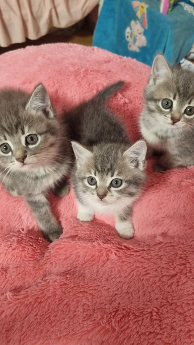 Віддамо чудових кошенят