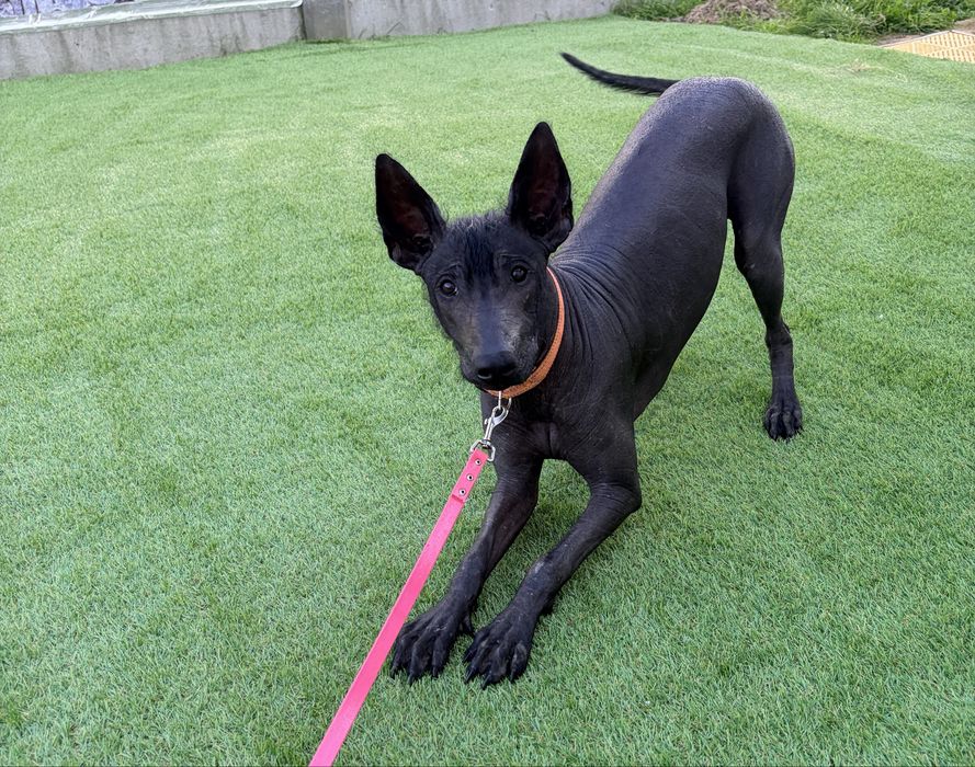 Xoloitzcuintle, nagi pies meksykański, suczka