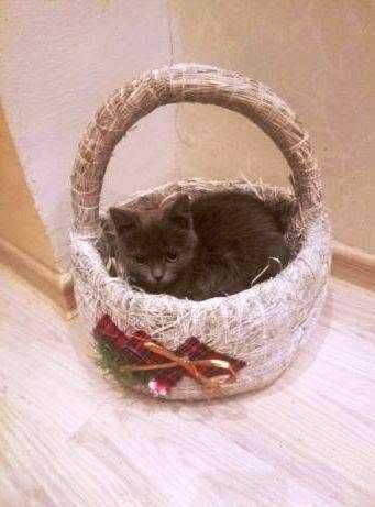 Котёнок-мальчик в заботливые руки