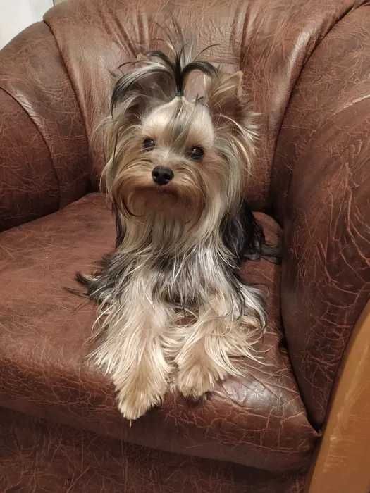 York Yorkshire Terrier szczenięta