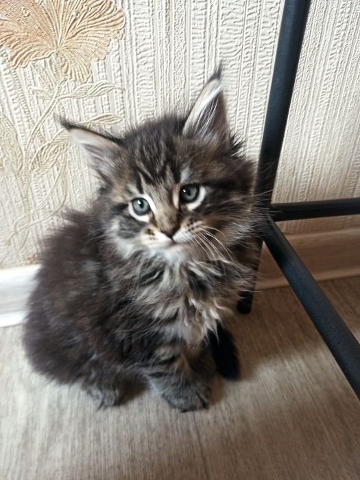 Кошеня мейкуни дівчинка