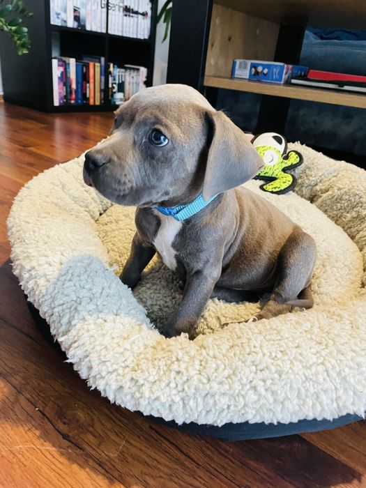 Szczeniak American Staffordhire Terrier Blue