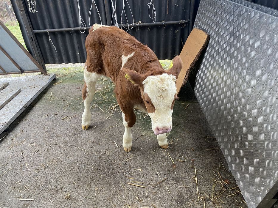 Sprzedam byczki jaloweczki