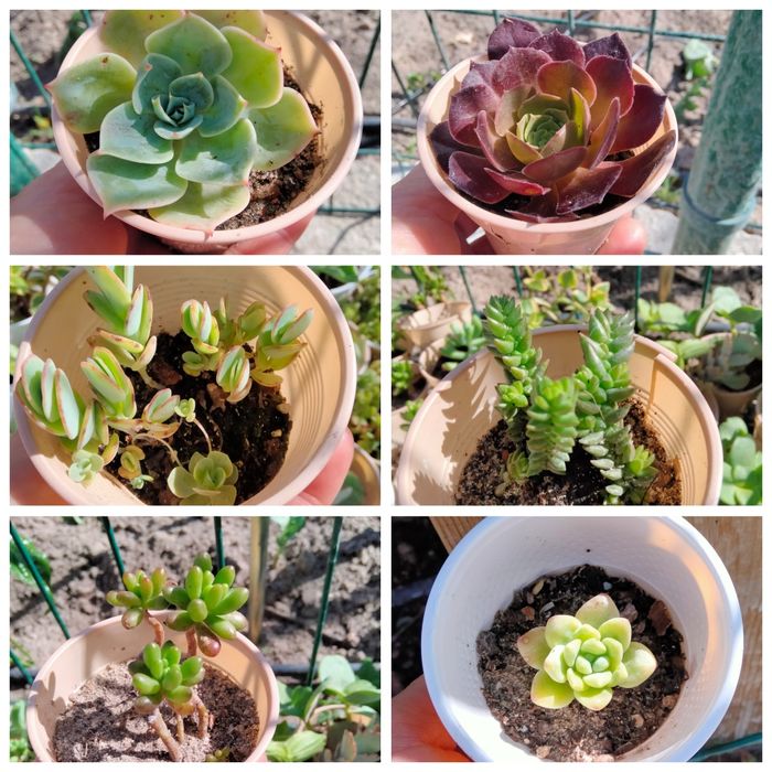 Suculentas criadas na rua