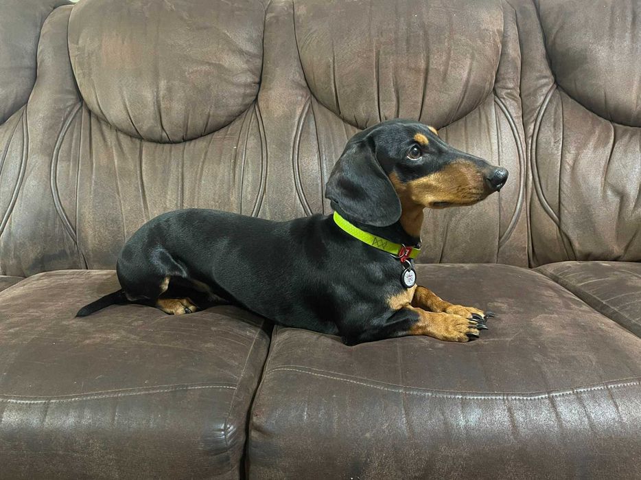 кобель кролячоі такси