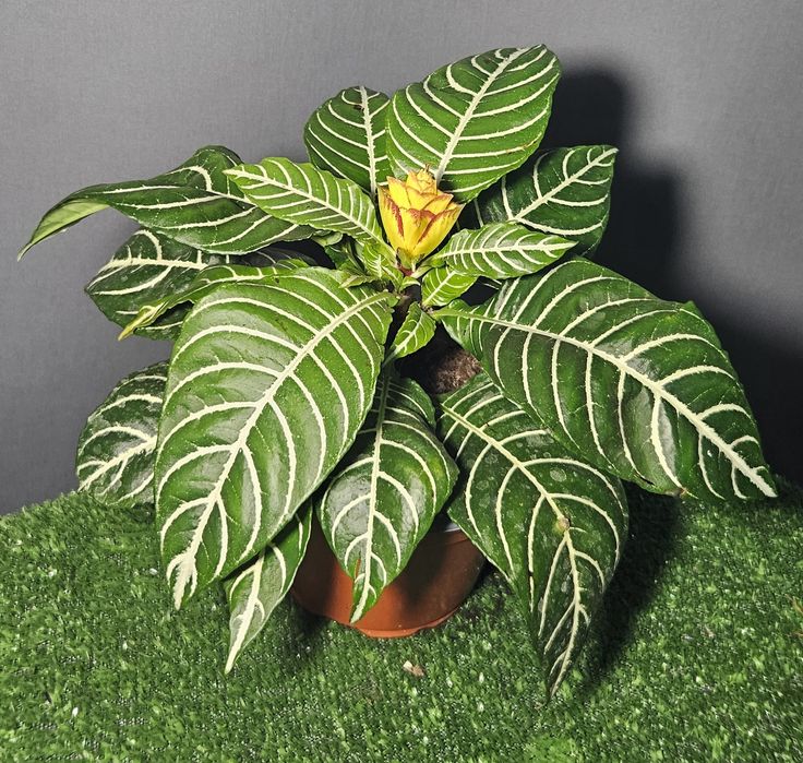 Продам араукарию ,фиалки ,лавровый лист,мини орхидеи, драцены,цикламен