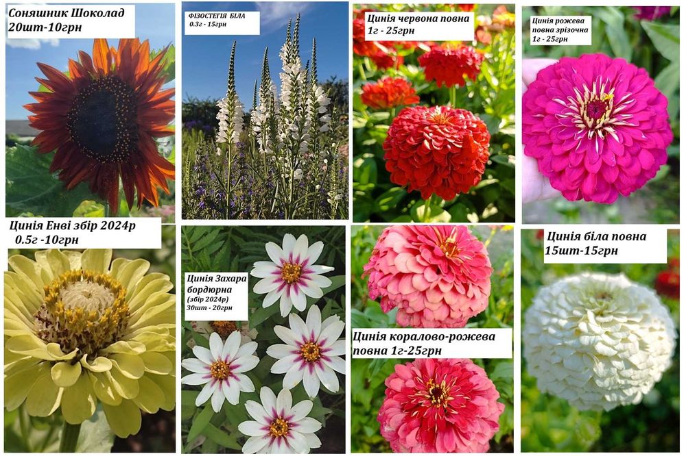 Насіння квітів з домашньої колекції