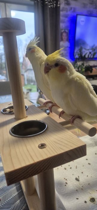 Nimfa młoda           .