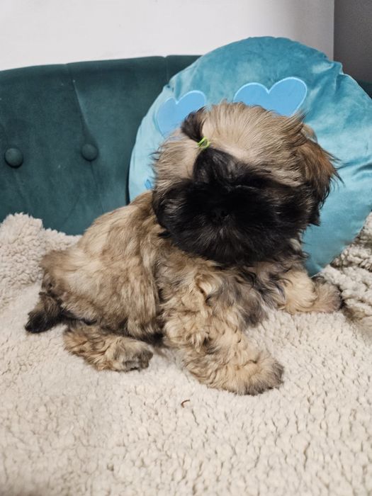 Shih Tzu Zkwp FCI. Śliczny szczeniak