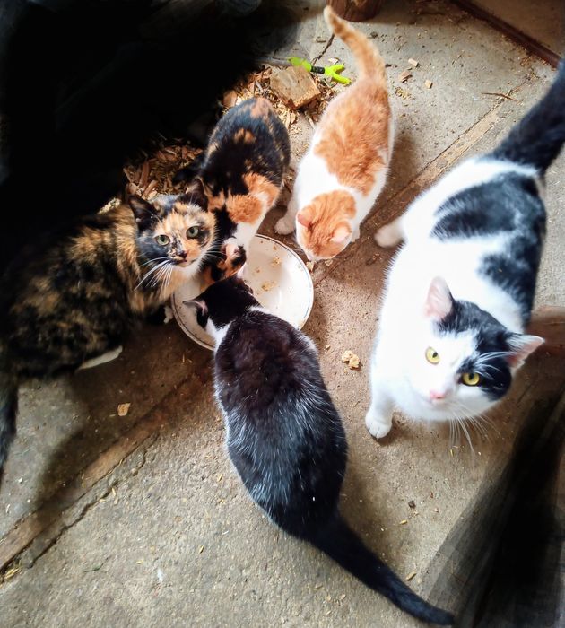 Oddam kota dorosłego czarno-biały