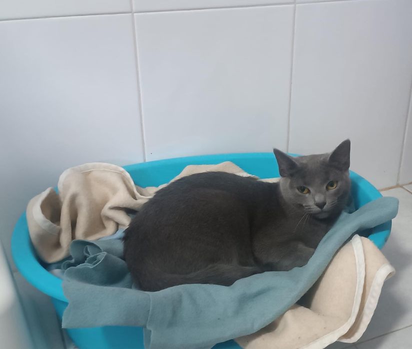 Gatinha para adoçao