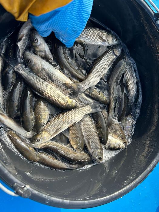 Karp  amur narybek