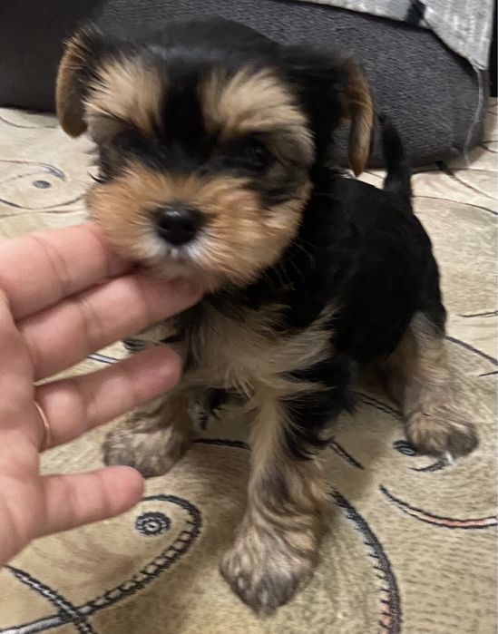 Хлопчики йоркширського тер‘єра