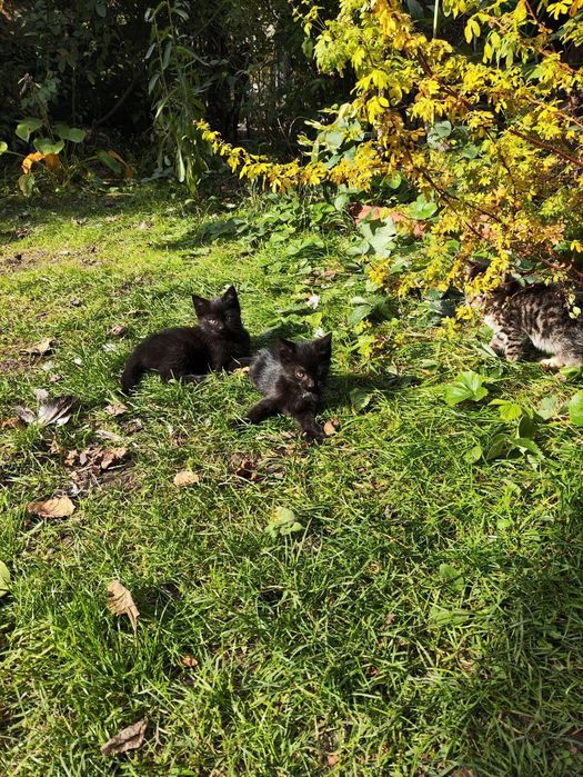 Отдам в хорошие руки котят