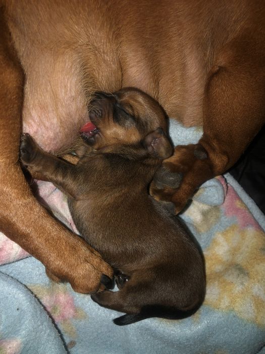 Такса цуцики щенята собака