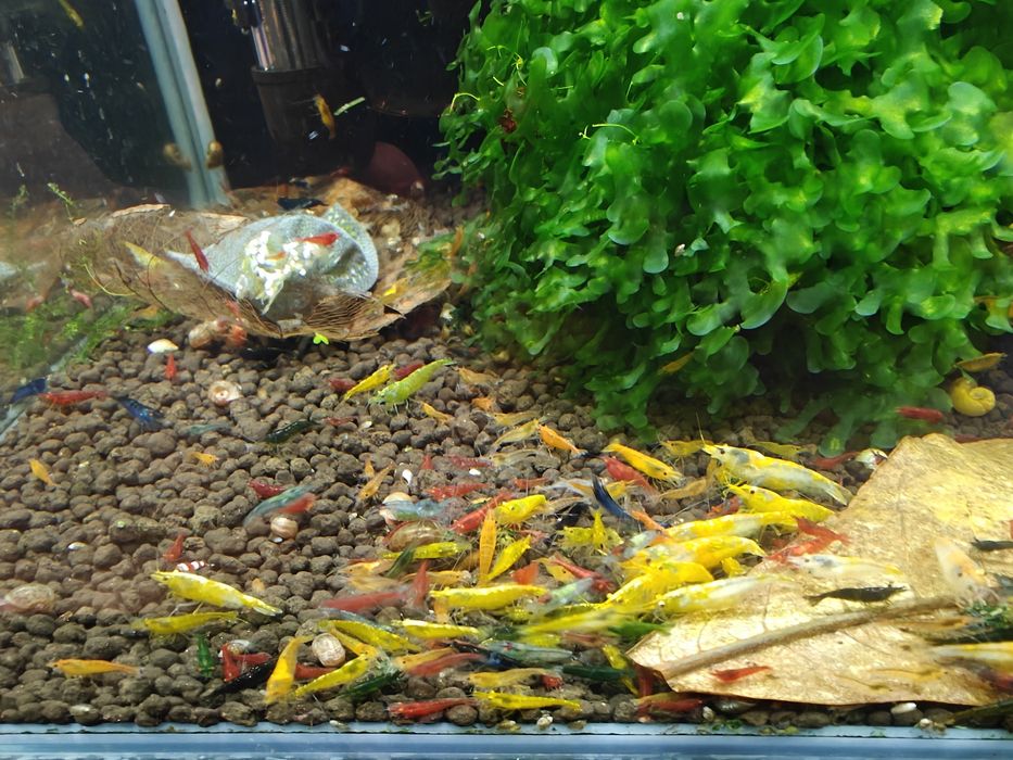 Krewetki Neocaridina MIX - różne kolory