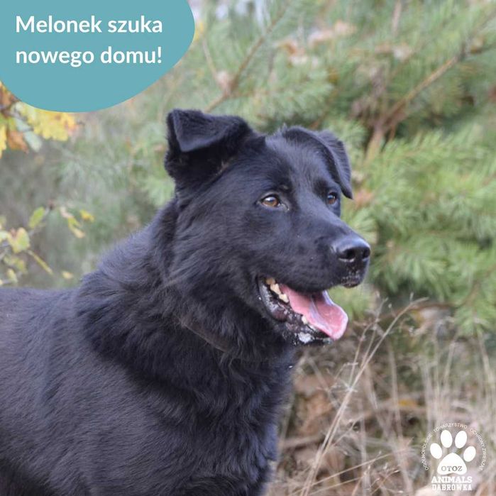 Melonek szuka kochającego domu