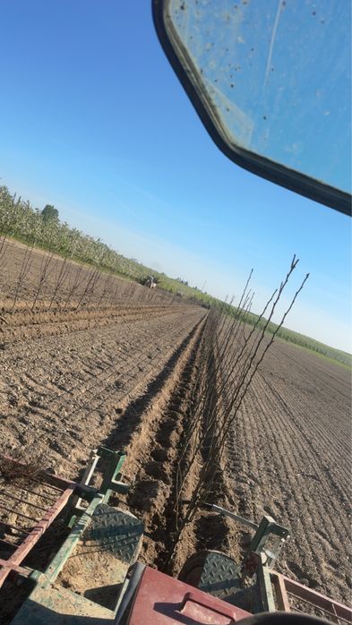 Sadzenie drzewek gps rtk 1cm sadzenie drzew i krzewow