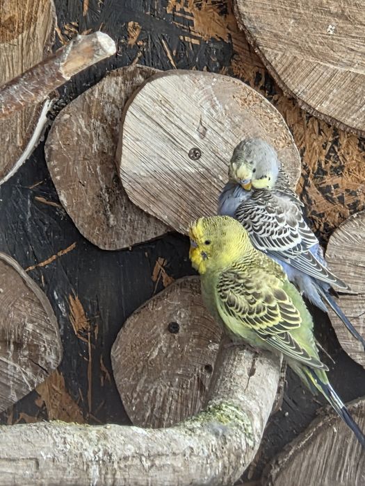 Papugi faliste papuga samiec