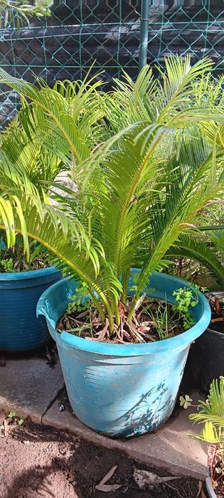 Sicas tamanho grande e médio