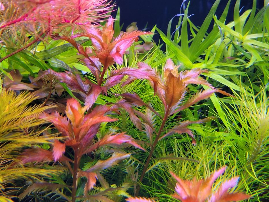 Lobelia cardinalis mini