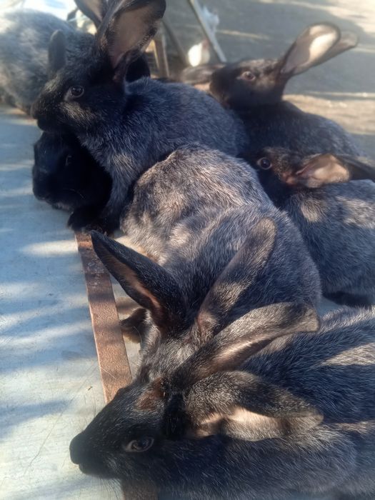 Полтавское серебро